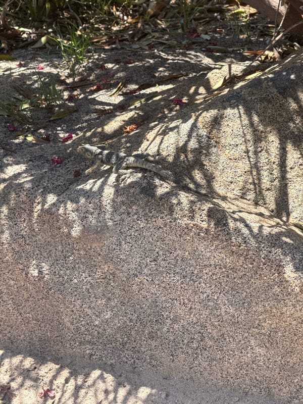 Lizard spotted on stone near flowering bush in Kos