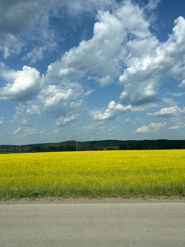 Yellow flowering field captured alongside road in Zvyozdny, Russia