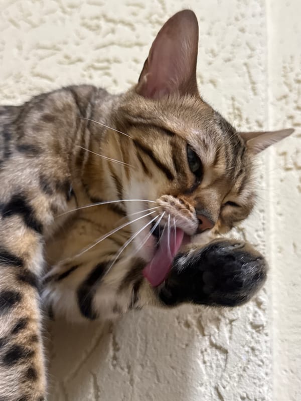 Bengal cat at home in Partenit, caught in everyday moments