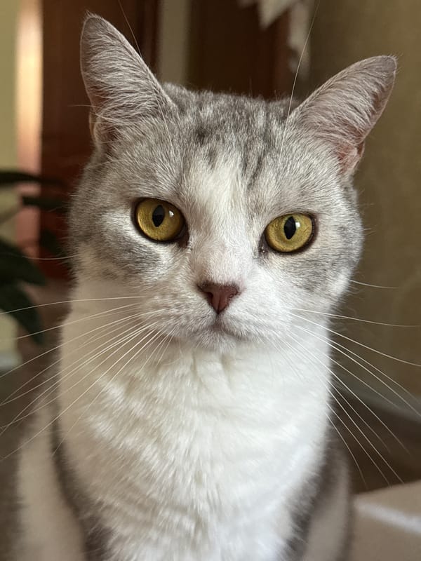 Lazy morning at home with a cat, plus a few errands out