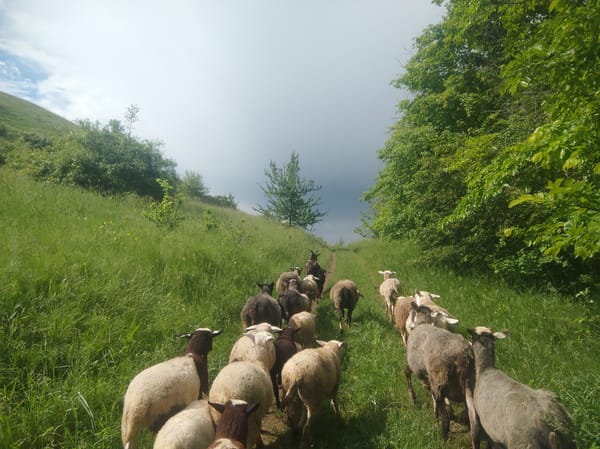 Sheep flock grazes in rural fields under cloudy skies