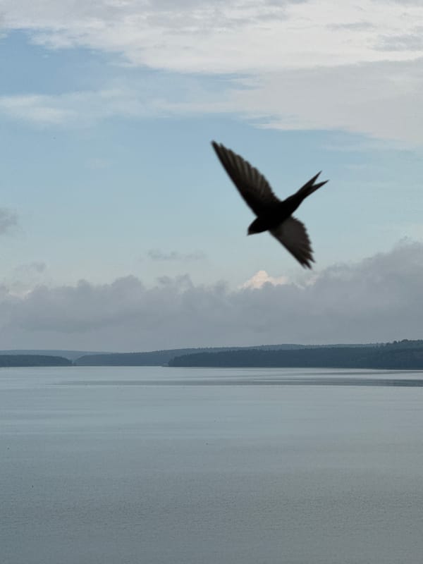 Swallow in flight over calm Votkinsk waterfront