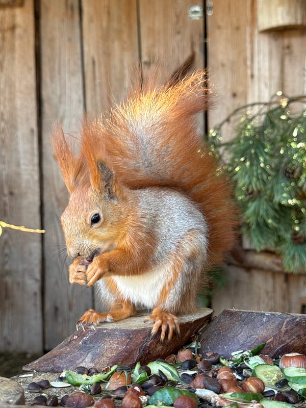Squirrel feeds on nuts in Izhevsk park