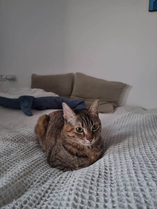 Two cats spotted resting on blankets in Ramat Gan