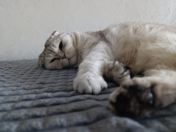 Scottish Fold cat naps and poses on a grey blanket in Minsk