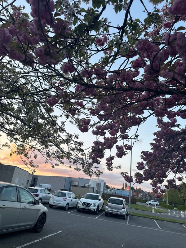 Spring blossoms frame parking lot at dusk in Tourcoing