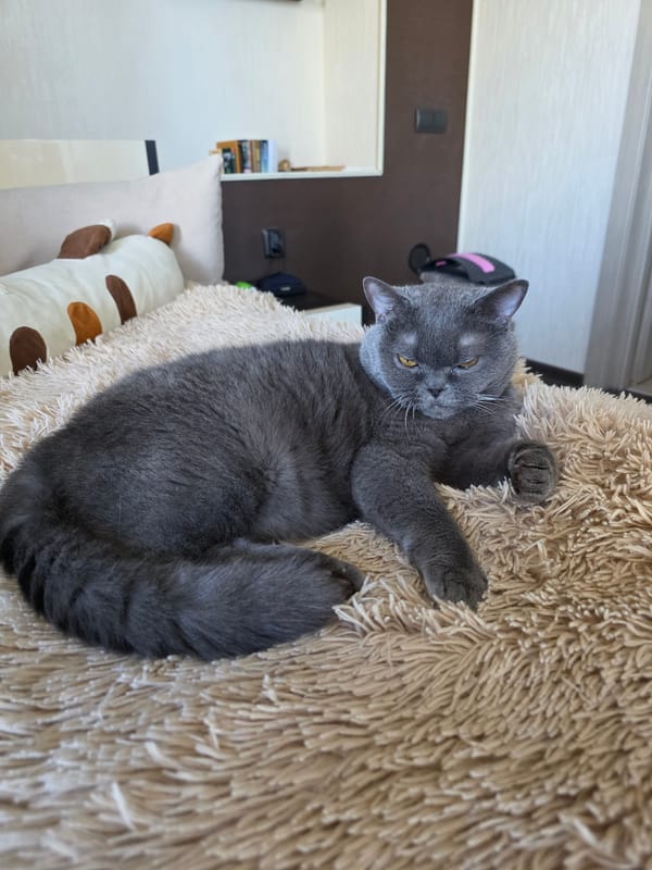 Kaliningrad scenes: aerial city views and resting cat captured