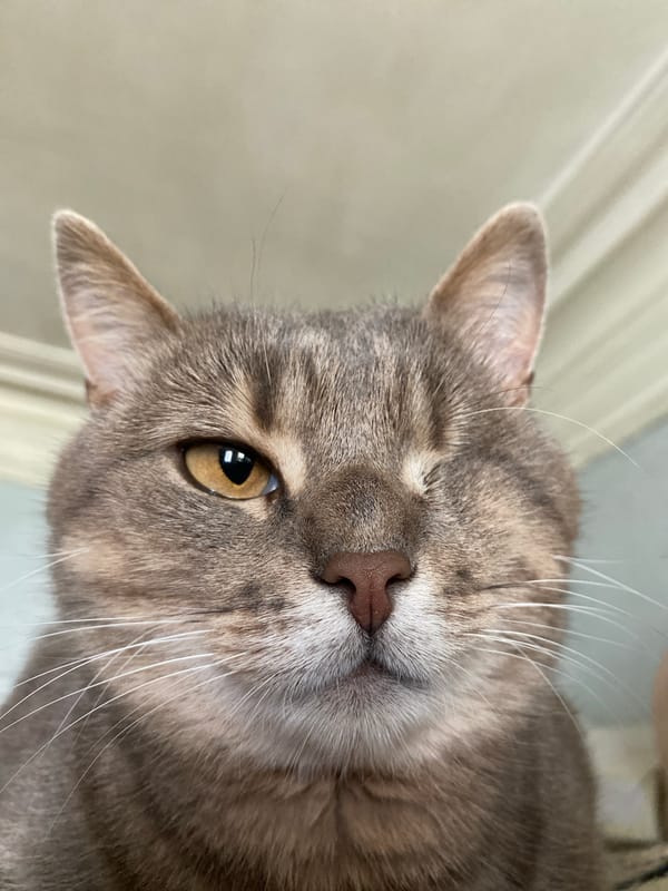 Cats up close, one pillow, one sunny window