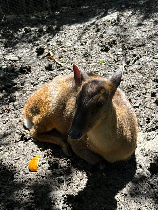 Wildlife park animals observed resting and feeding in Shakhty