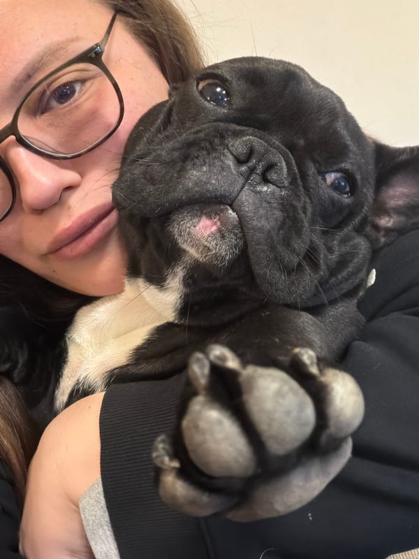 French Bulldog photographed in intimate portraits with owner in Waldenburg