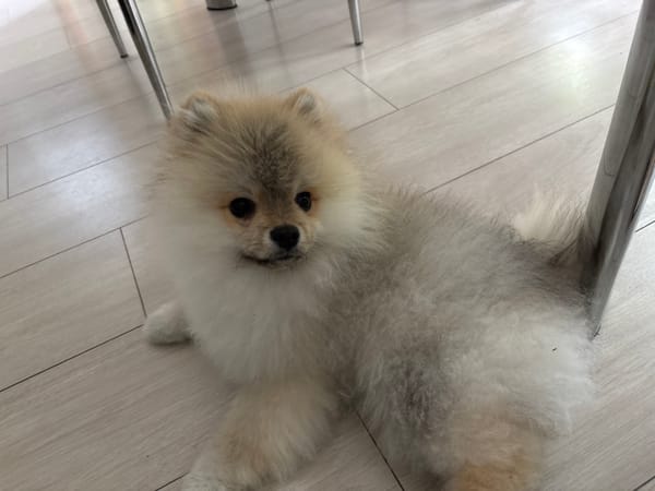Pomeranian dog photographed in casual home setting in Plovdiv
