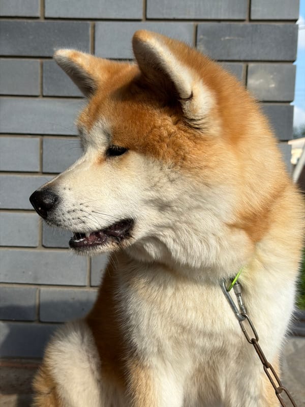 Akita dog resting outside a brick building in Chaikovsky