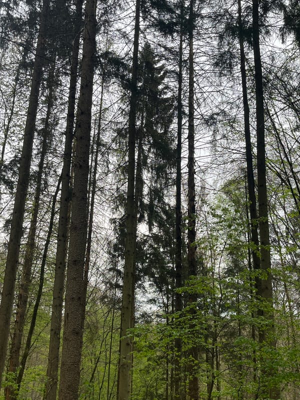 Couple photographed in Saarbrücken forest during afternoon outing