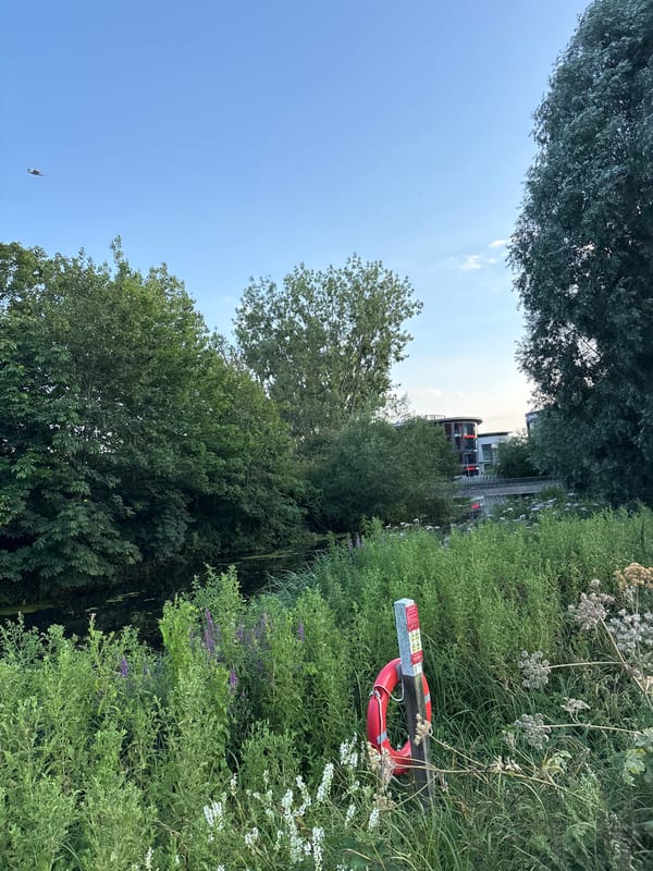 Evening stroll along Chelmsford's canal and riverside greenery