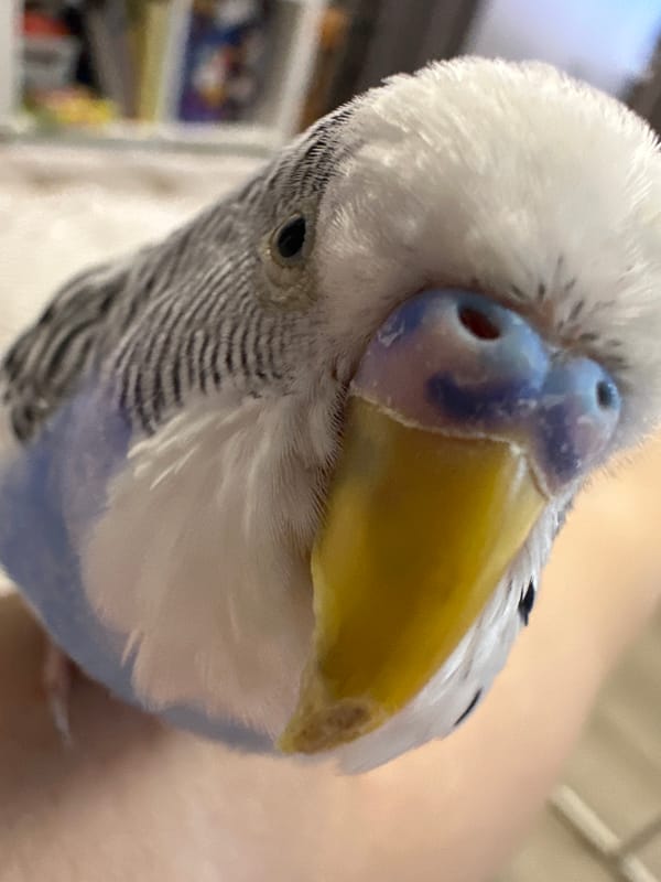 Budgerigar bonding session captured from multiple angles in Omsk