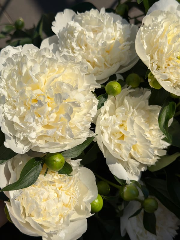 Summer garden blooms and forest paths documented in afternoon