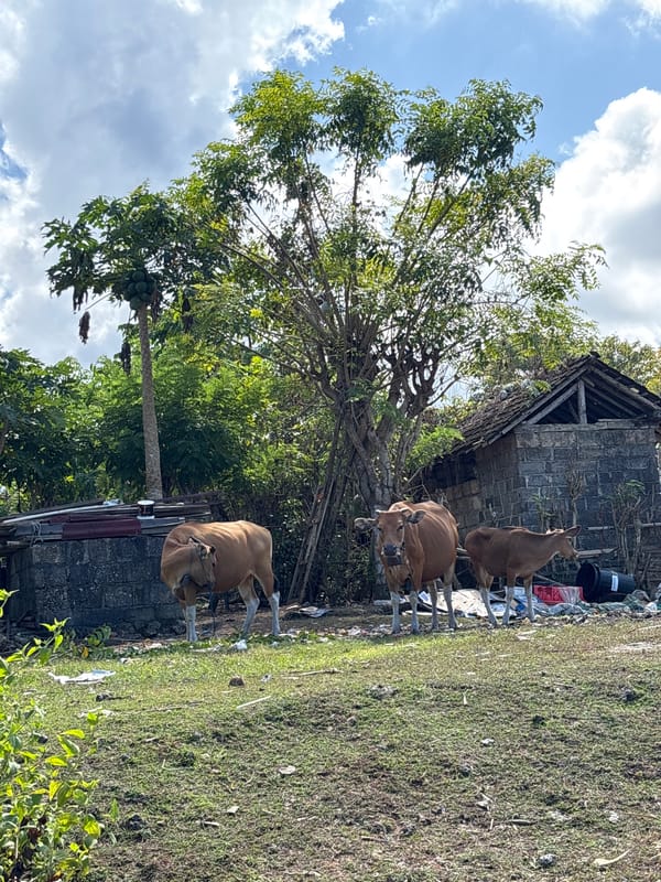 Bali cattle graze in Kuta Selatan countryside