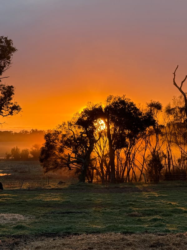 Dewy sunrise scenes from grass level to open sky