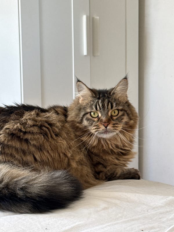 Maine Coon cat observed multiple times in Izhevsk home