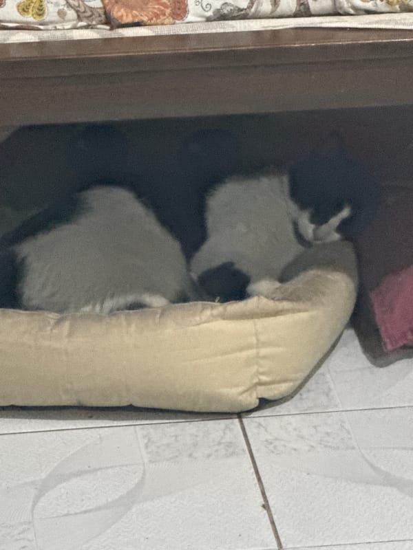 Cat spotted hiding behind object in Puebla home