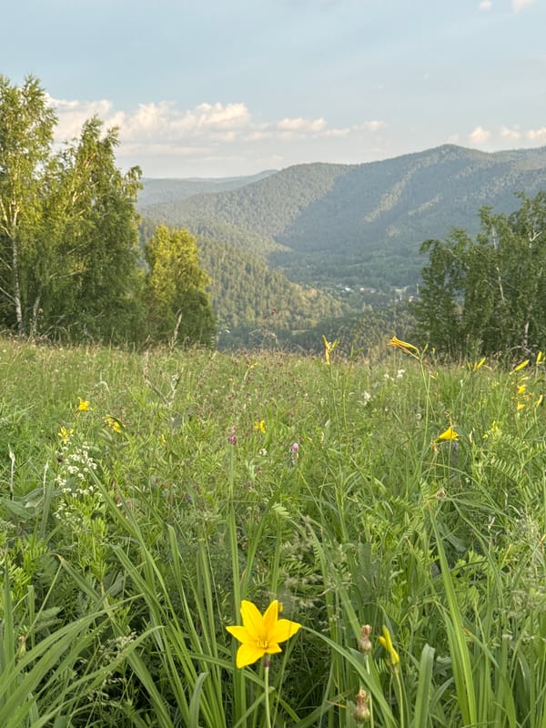 Krasnoyarsk at sunset: wildflowers, forest, and city skyline