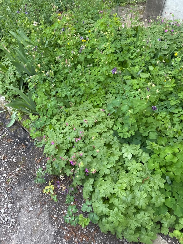Calico cat rests in sidewalk greenery in Montana, Bulgaria
