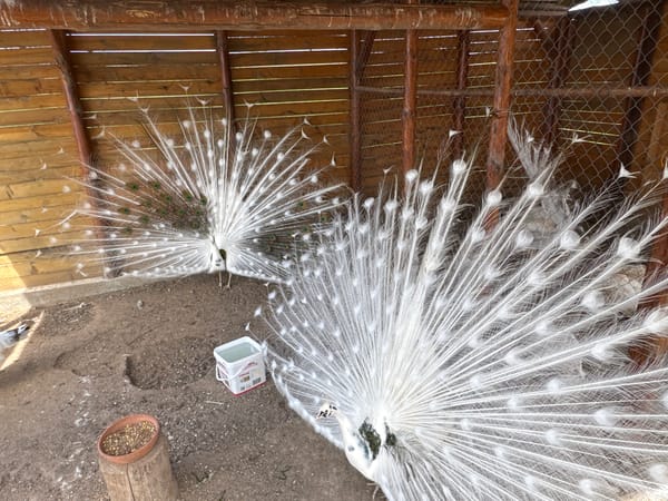 White peacocks display full plumage in enclosure