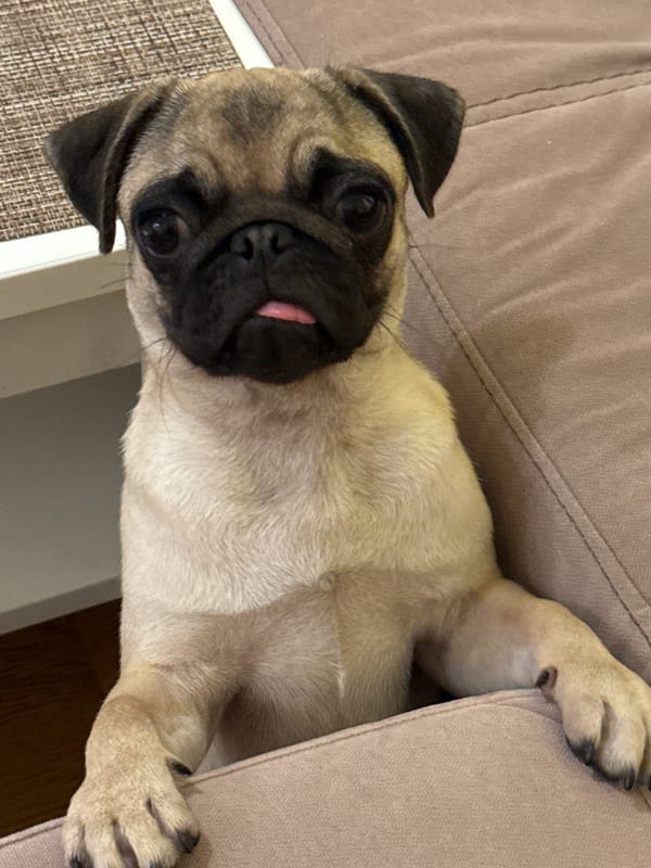 Pug puppy and owner hanging out at home