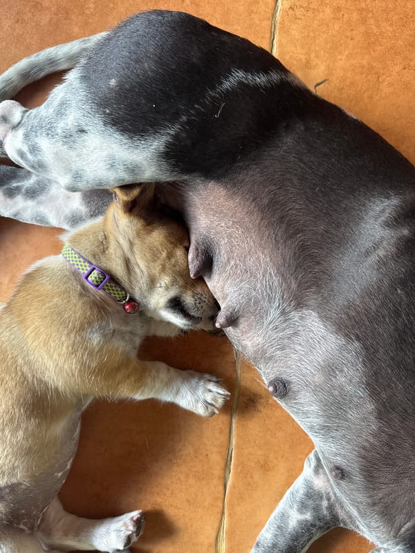 Puppy nurses from mother dog on Kediri floor