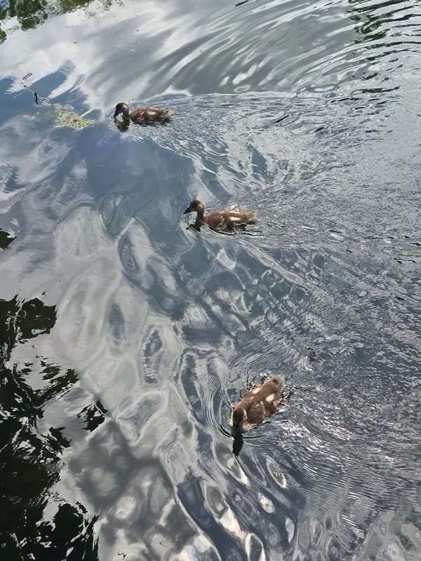 Ducks, geese, and coots share a London park pond