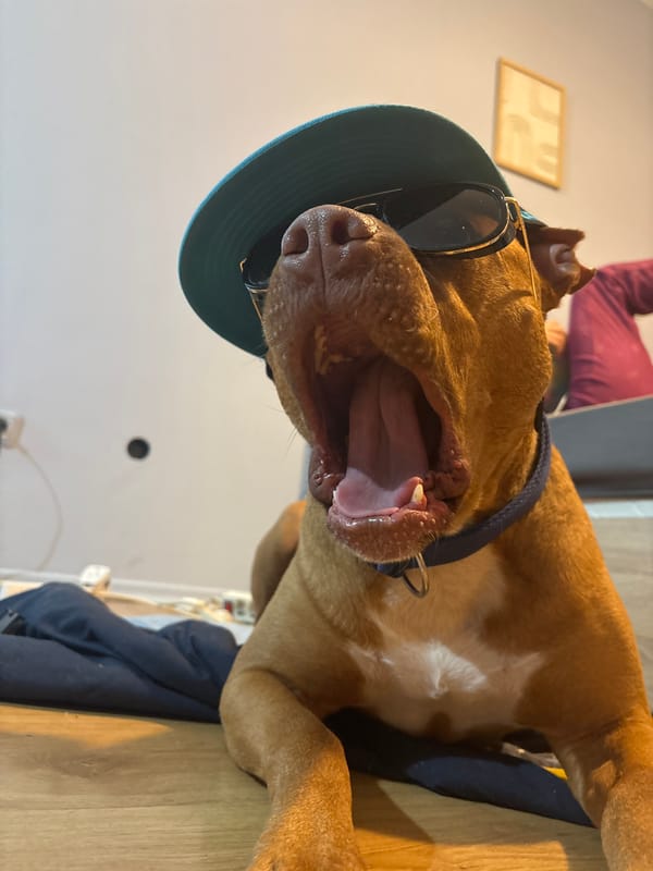 Dog spotted wearing sunglasses and cap in Sofia