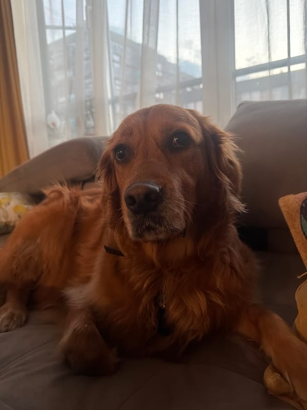 Golden retriever naps while burgers cook during quiet afternoon