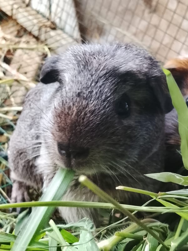 Guinea pigs and rabbits feeding in backyard enclosures, Indonesia