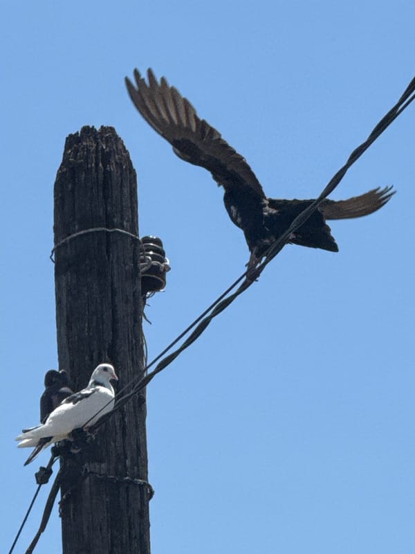 Morning observations capture birds, vehicle, landscapes over 29 minutes