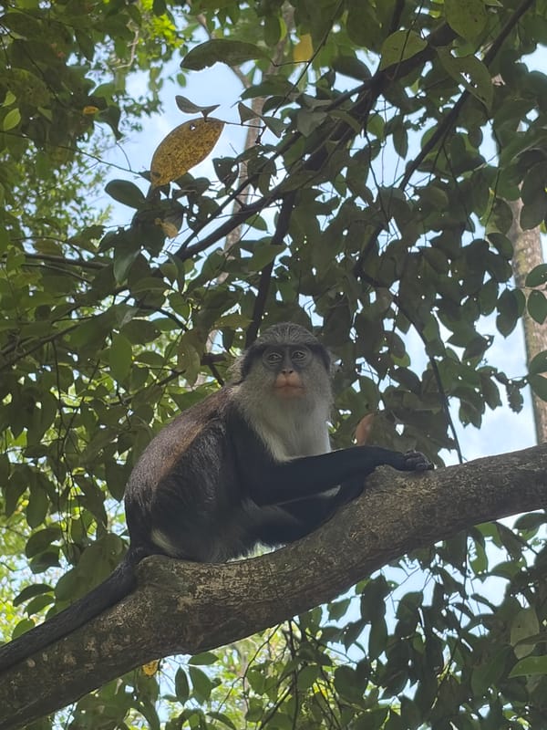 Visitor documents wildlife and walkways at Lekki Conservation Centre