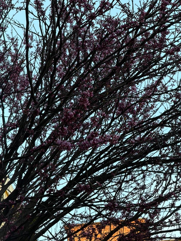 Spring blooms and urban scenes captured in Armavir, Russia