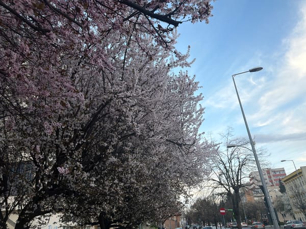 Spring blossoms bloom on trees in Târgu Mureș streets