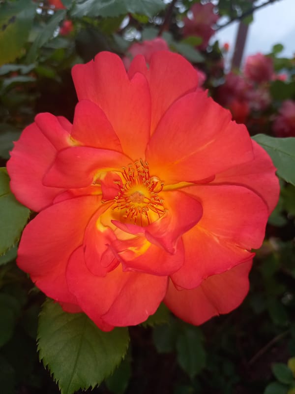 Morning park walk captures blooming roses, small dog in Sofia