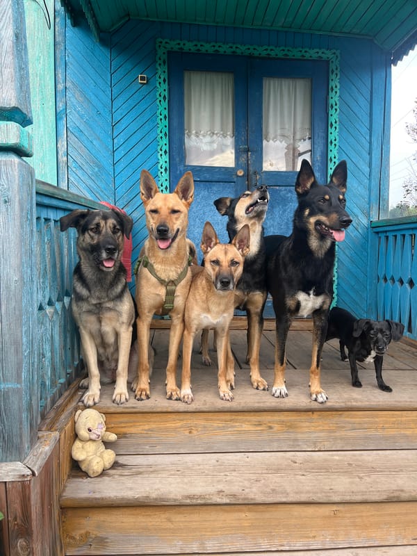 Dogs gather on a blue wooden porch in Nizhny Tagil