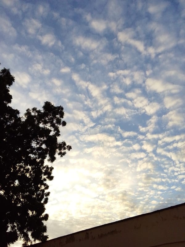 Plants, insects, and skies from a Serti afternoon