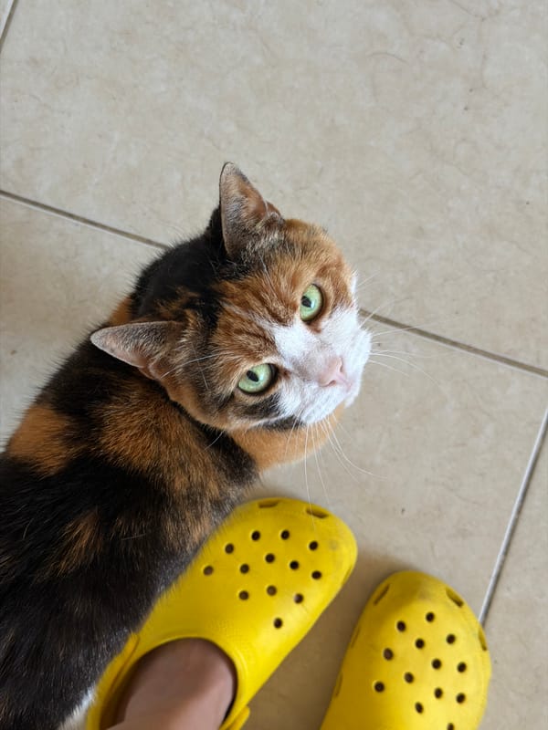 Calico cat interacts with person in yellow Crocs, Tel Aviv