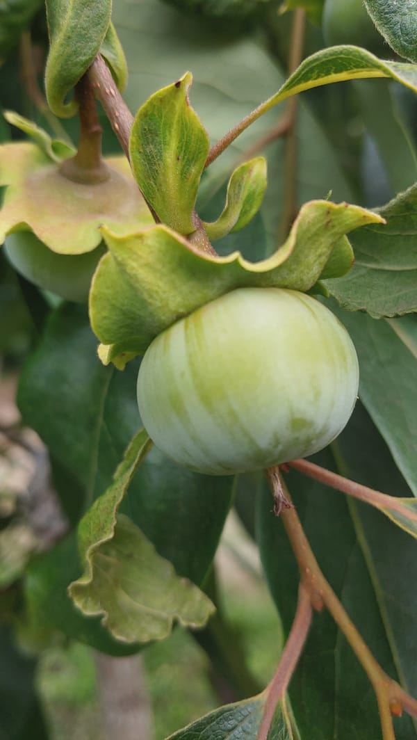 Backyard botanics: clover, wildflowers, and a persimmon in Mukachevo
