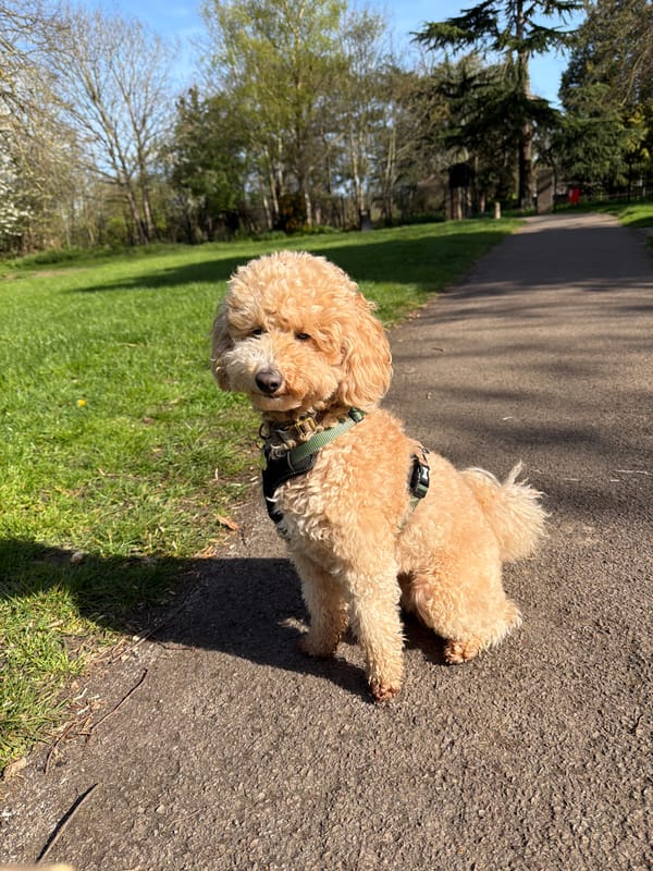 Harnessed poodle rests on tree-lined London path
