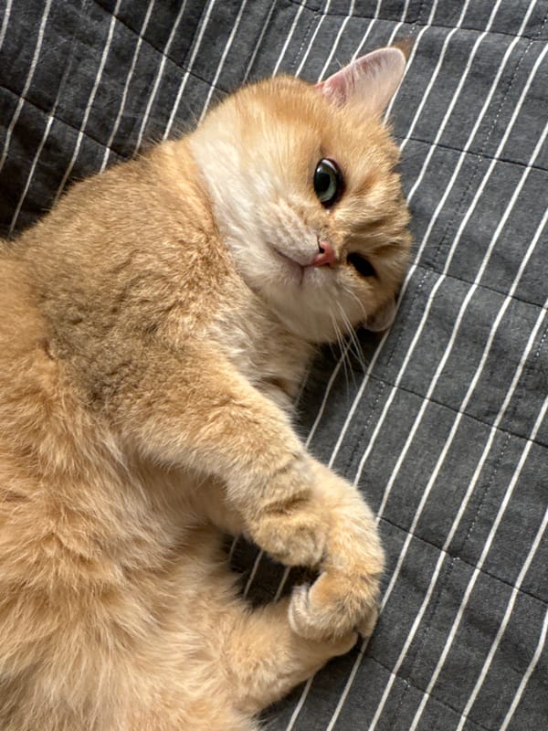 Golden cat naps and receives belly rubs in Odintsovo