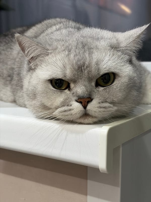 Gray cat photographed tilting head in Izhevsk, Russia