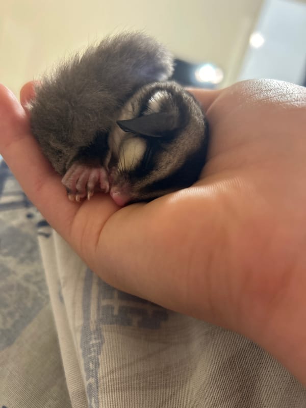 Sugar glider held in palm captured in Varna photos