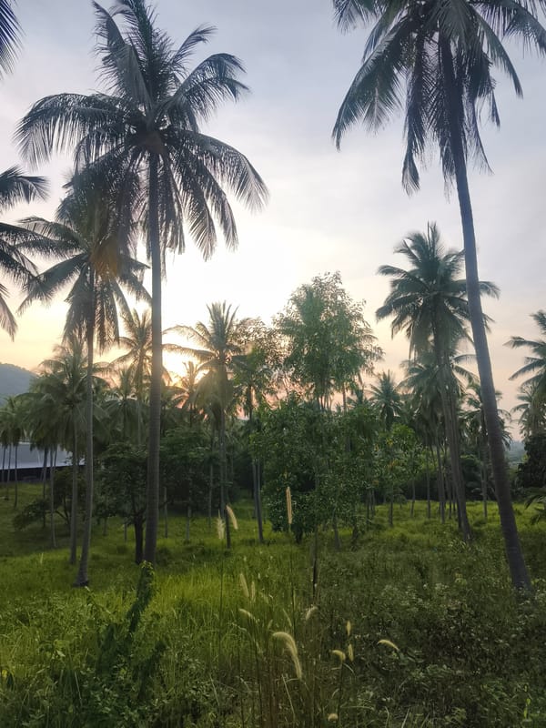 Fitness session documented in Thai coconut grove