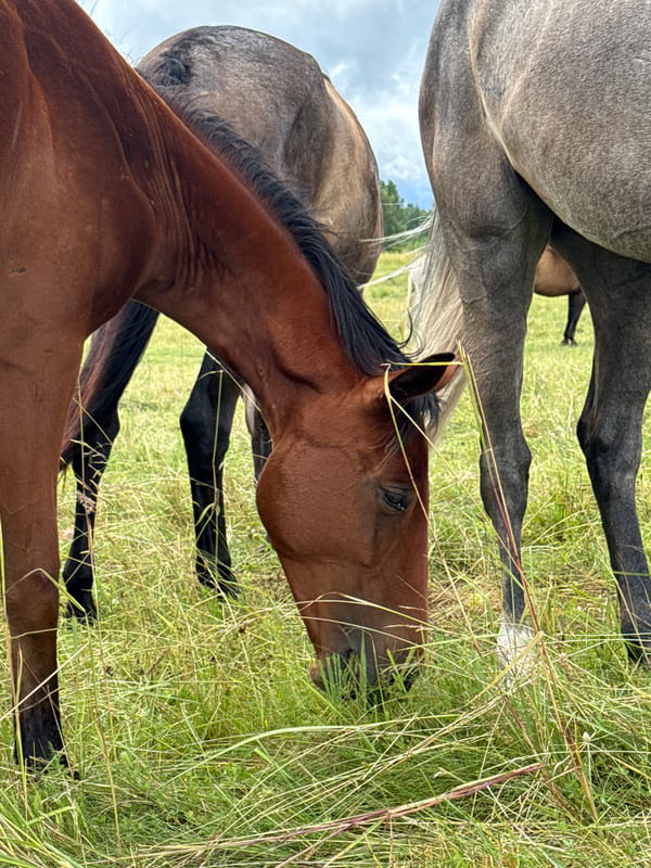 Horses grazing in the fields of rural Lithuania