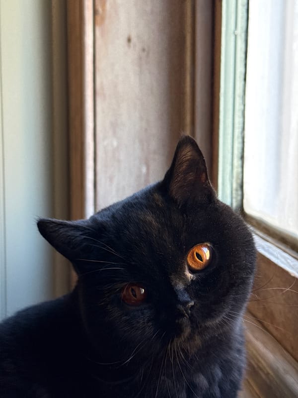 Black cat photographed with tilted head near London window