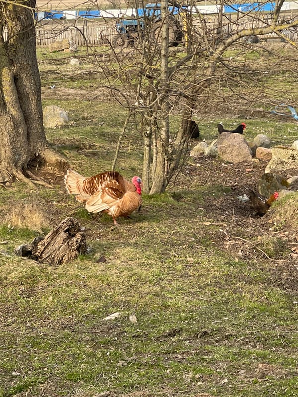 Rural farm life documented in Rovnoye, Russia